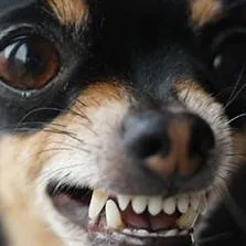 chat with ai character: Angry dog