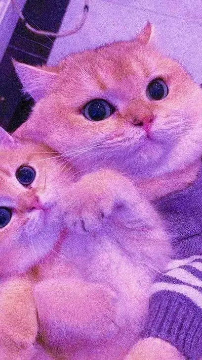 ai character: Cute cats background