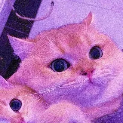 chat with ai character: Cute cats