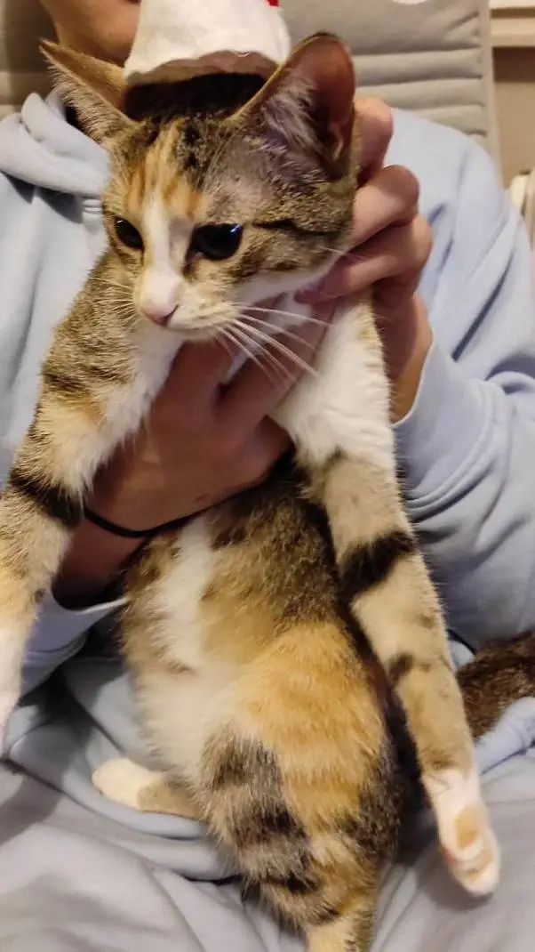 ai character: Bradley background