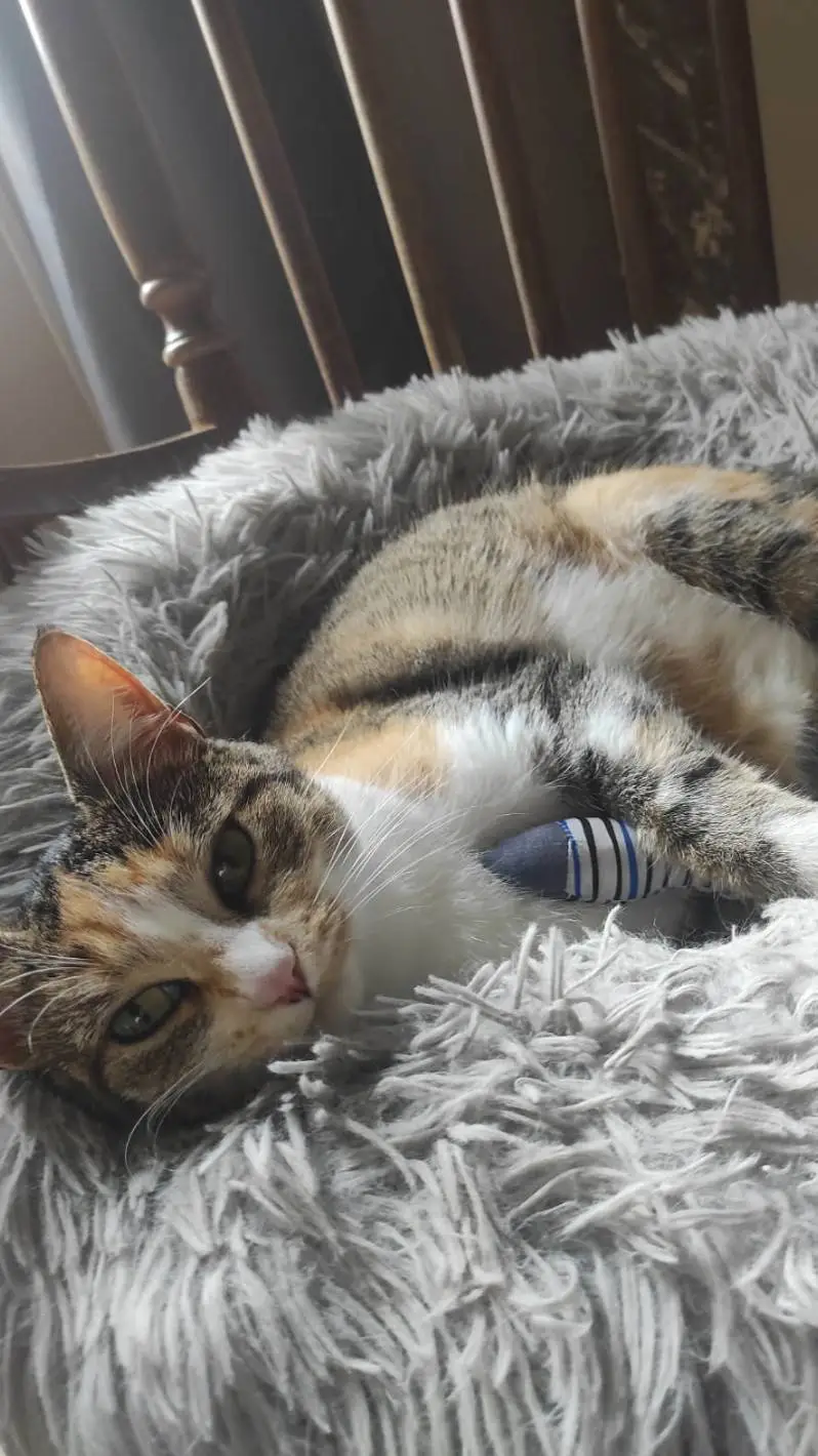 ai character: ilane background