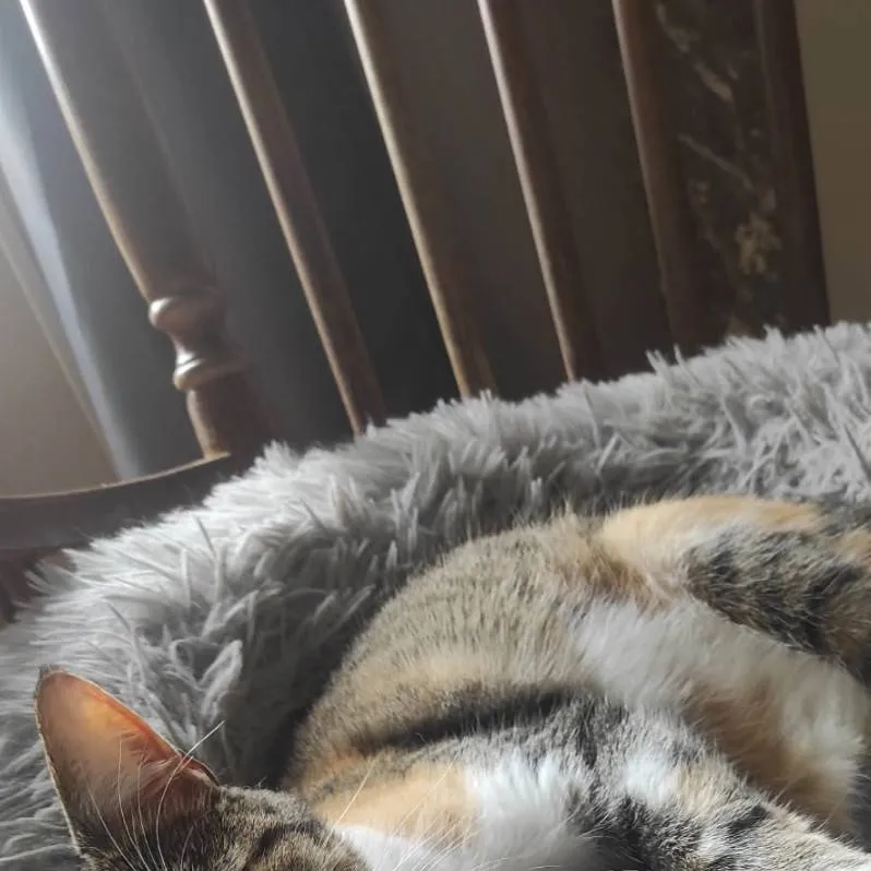 chat with ai character: ilane