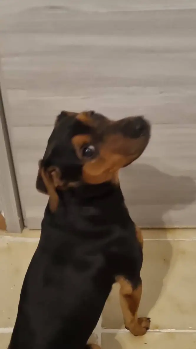 ai character: cartoon dog background