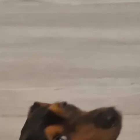 chat with ai character: cartoon dog