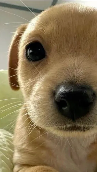 ai character: 🧡Ora Acadami🧡 background