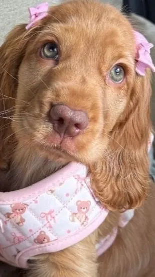 ai character: Wealthy Family😁 background