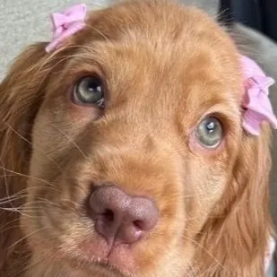 chat with ai character: Wealthy Family😁