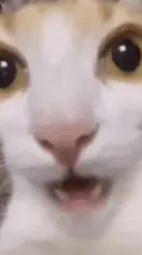 Talkie AI - Chat with Cat.