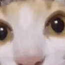 chat with ai character: Cat.