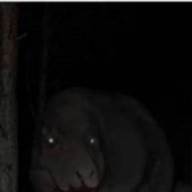 chat with ai character: t-rex 