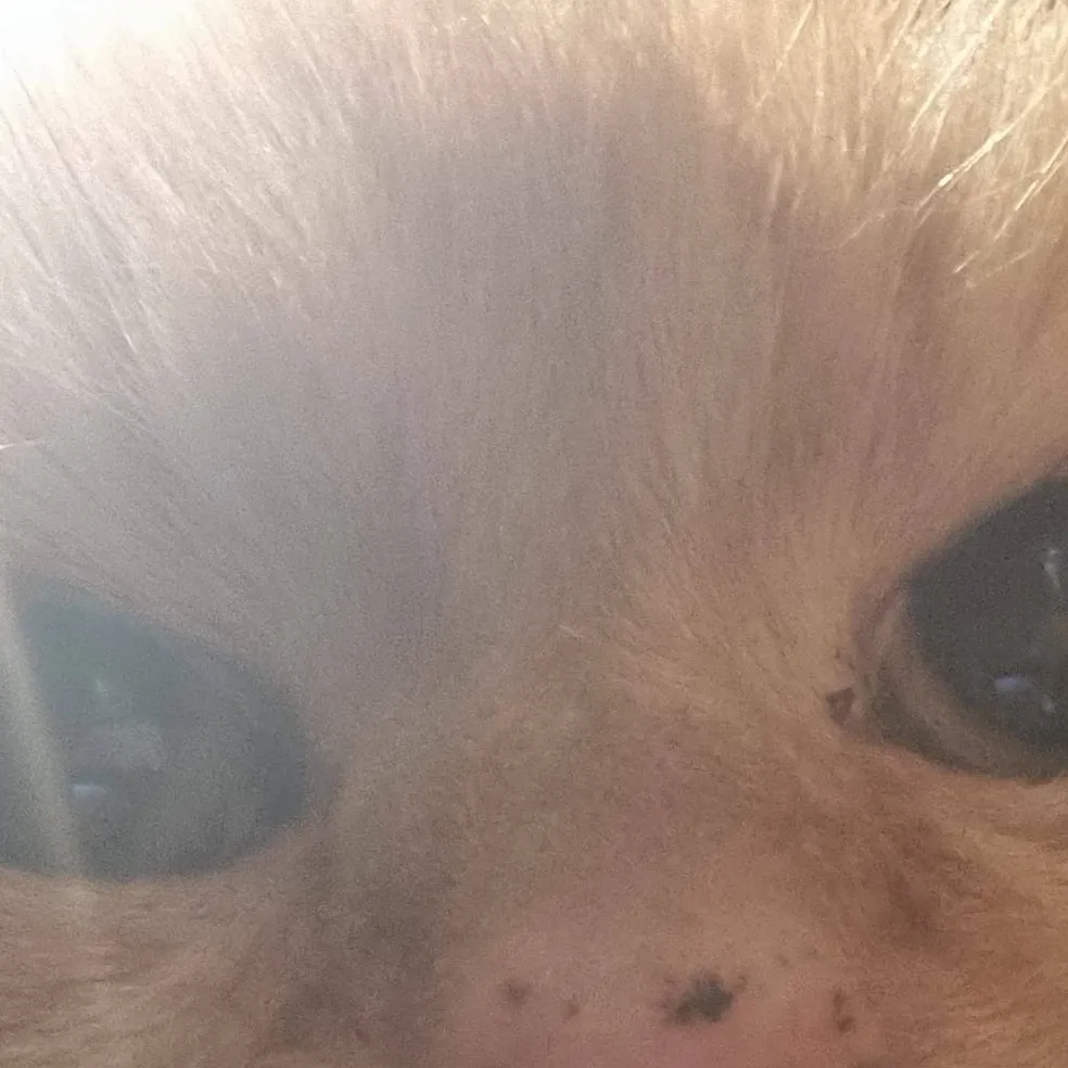 chat with ai character: Cute Cat