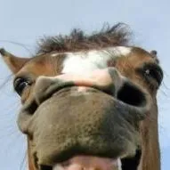 chat with ai character: horse