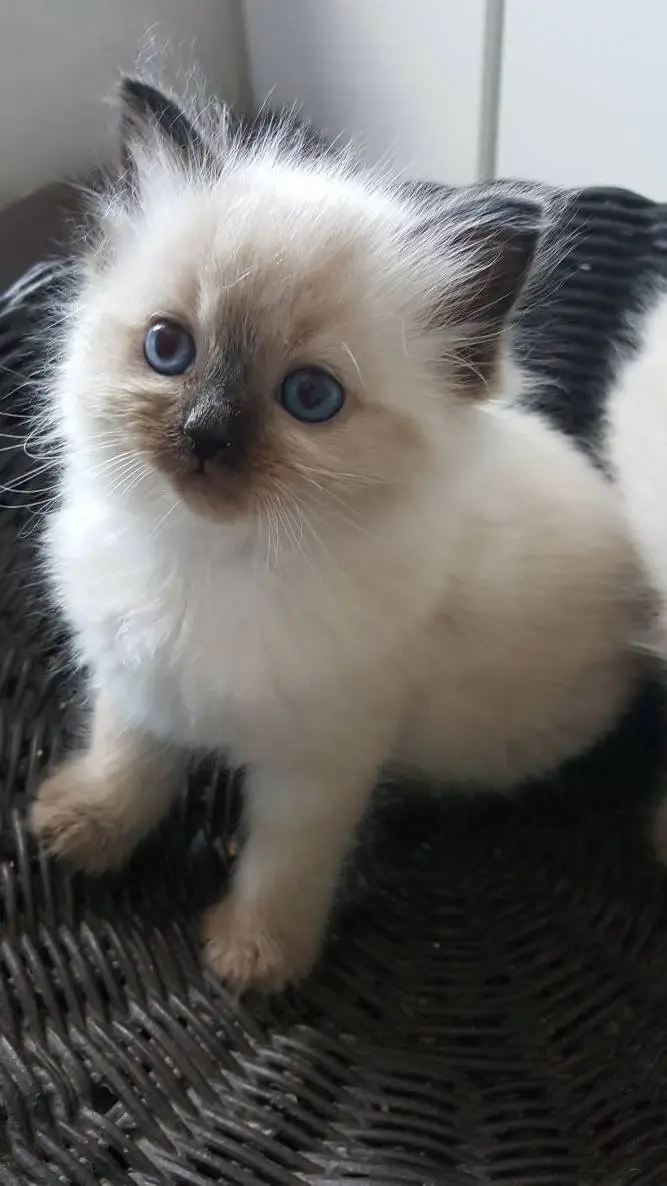 ai character: un chaton abandon background