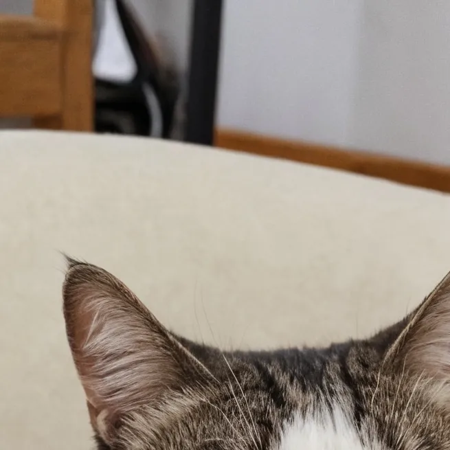 chat with ai character: mel