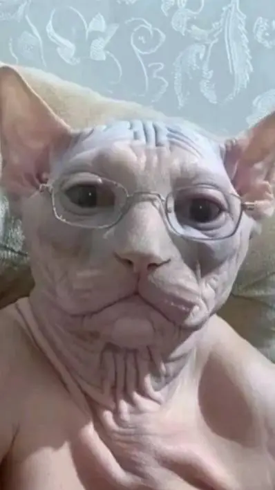 ai character: gato con lentes background