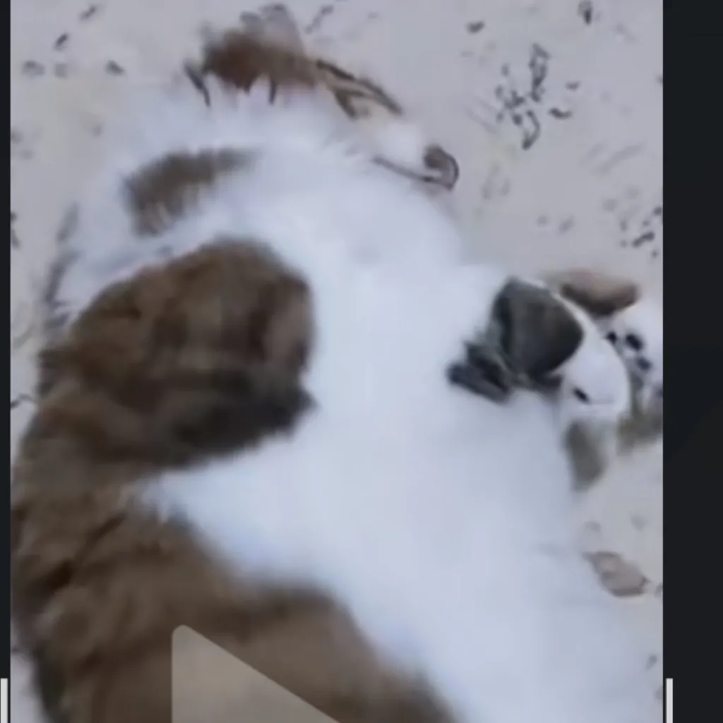 chat with ai character: Susam the cat