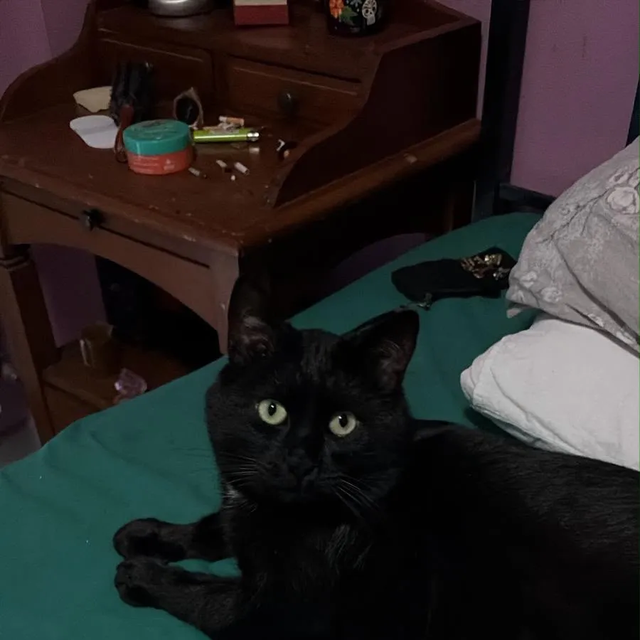 chat with ai character: Momo the black cat