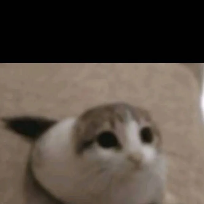 chat with ai character: gato foca