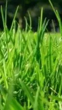 ai character: Grass background
