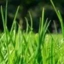 chat with ai character: Grass