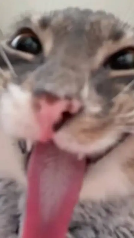 ai character: freaky cat  background