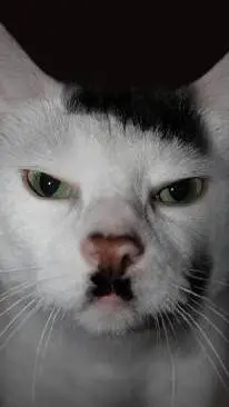 ai character: Gato Hilter background