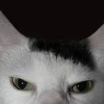 chat with ai character: Gato Hilter