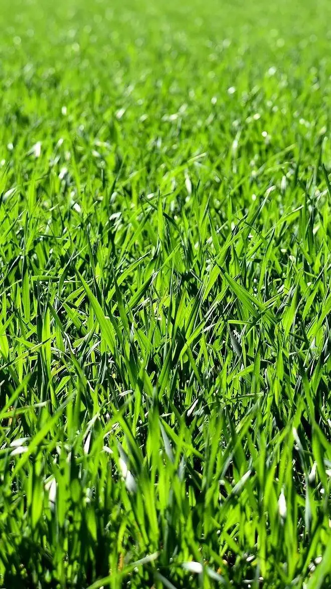 ai character: Pasto background