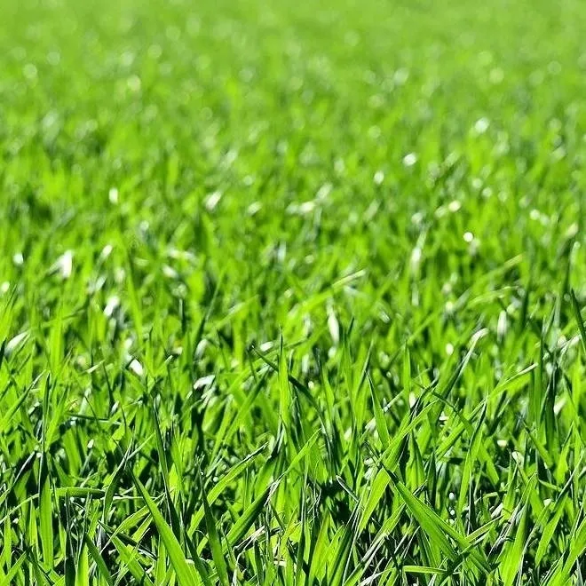 chat with ai character: Pasto