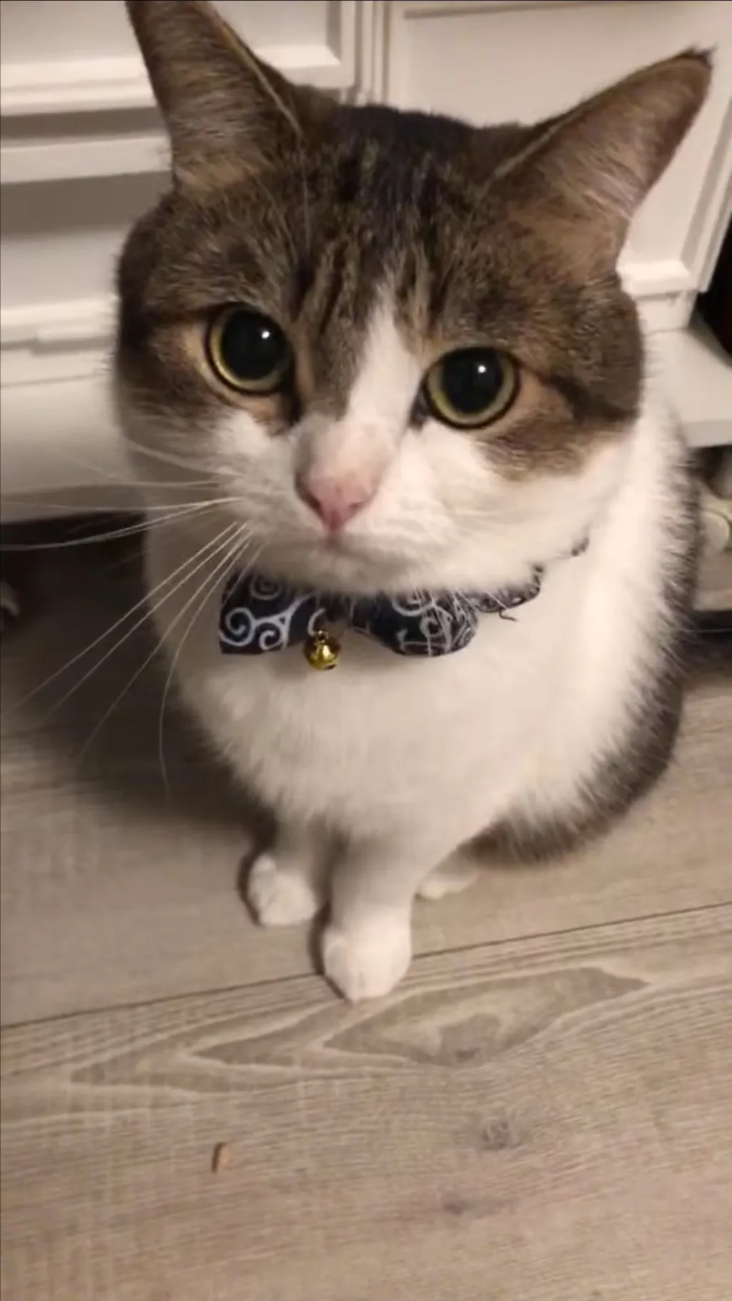 Talkie AI - Chat with Cat.Com