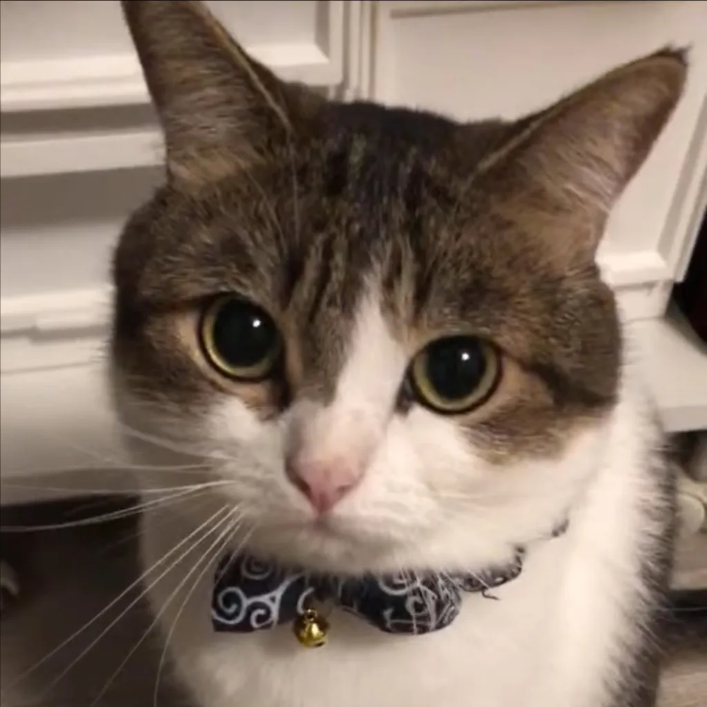 chat with ai character: Cat.Com