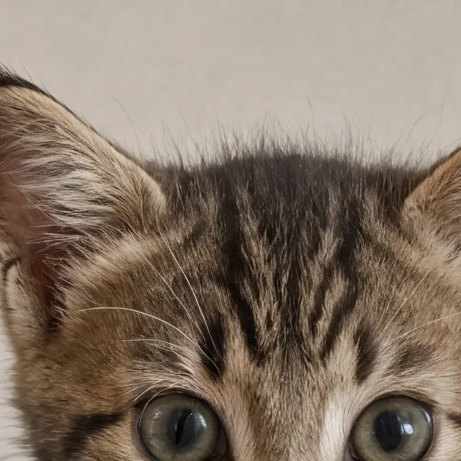 chat with ai character: dying kitten