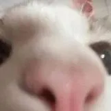 chat with ai character: gatito