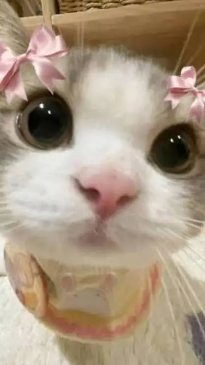 ai character: Cutie kitty background