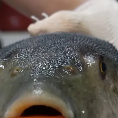 chat with ai character: puffer fish 🐡