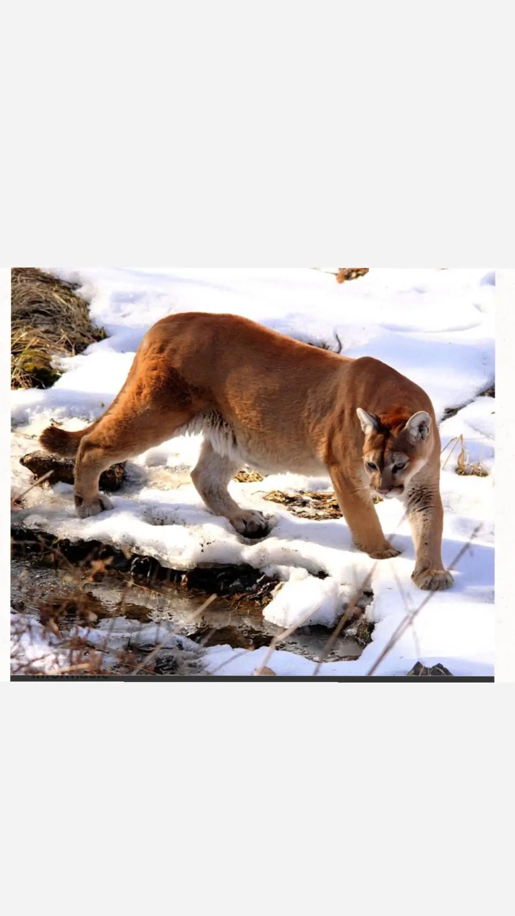 ai character: Female Cougar background