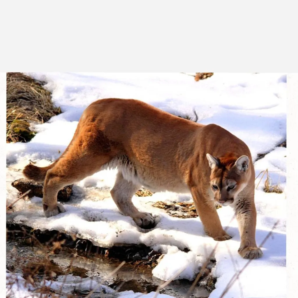 chat with ai character: Female Cougar