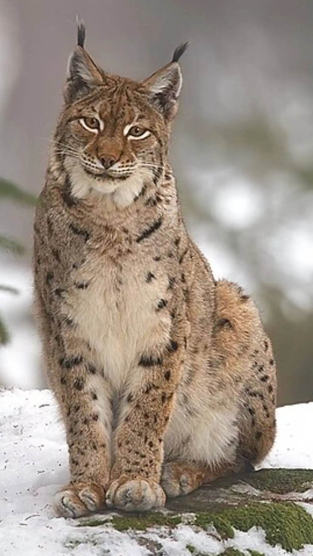 ai character: Lynx background