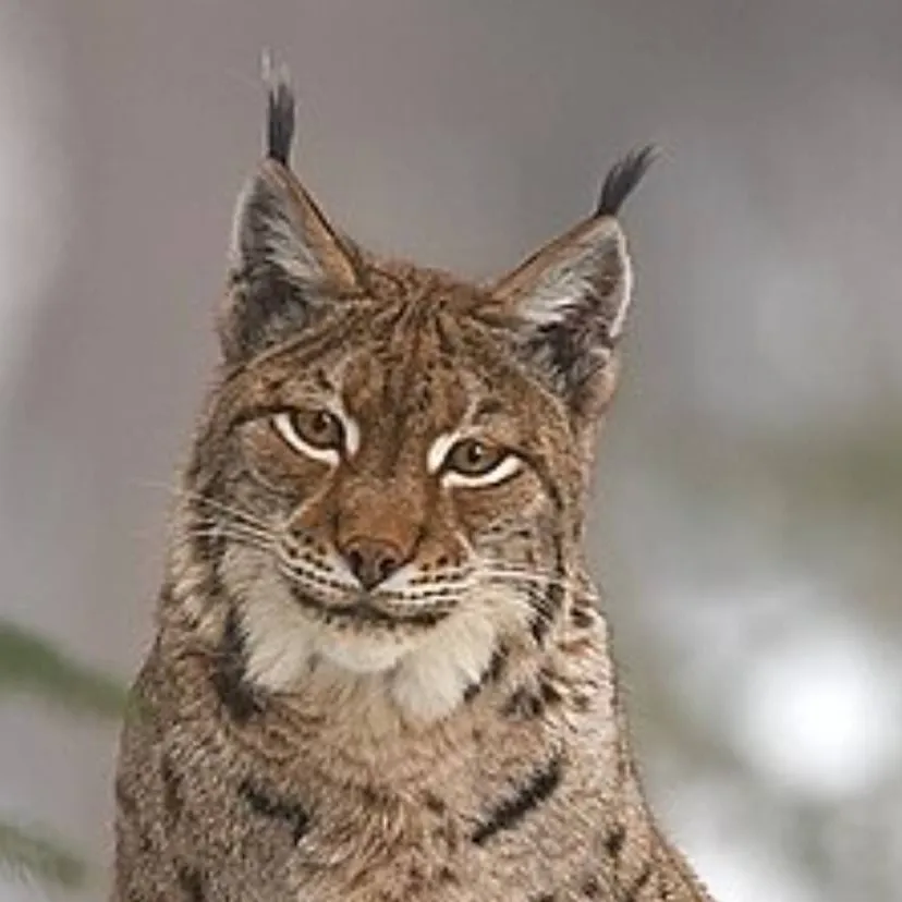 chat with ai character: Lynx