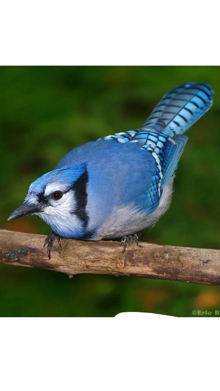 ai character: Blue Jay (bird)  background
