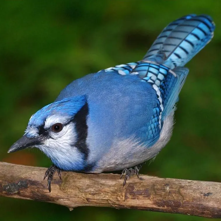 chat with ai character: Blue Jay (bird) 