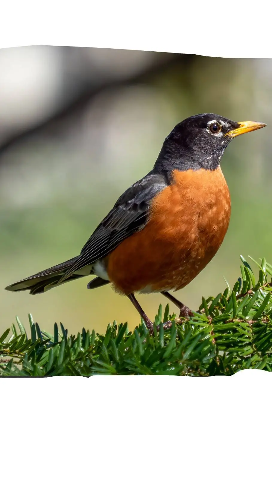 ai character: Robin (bird)  background