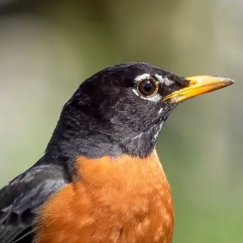 chat with ai character: Robin (bird) 