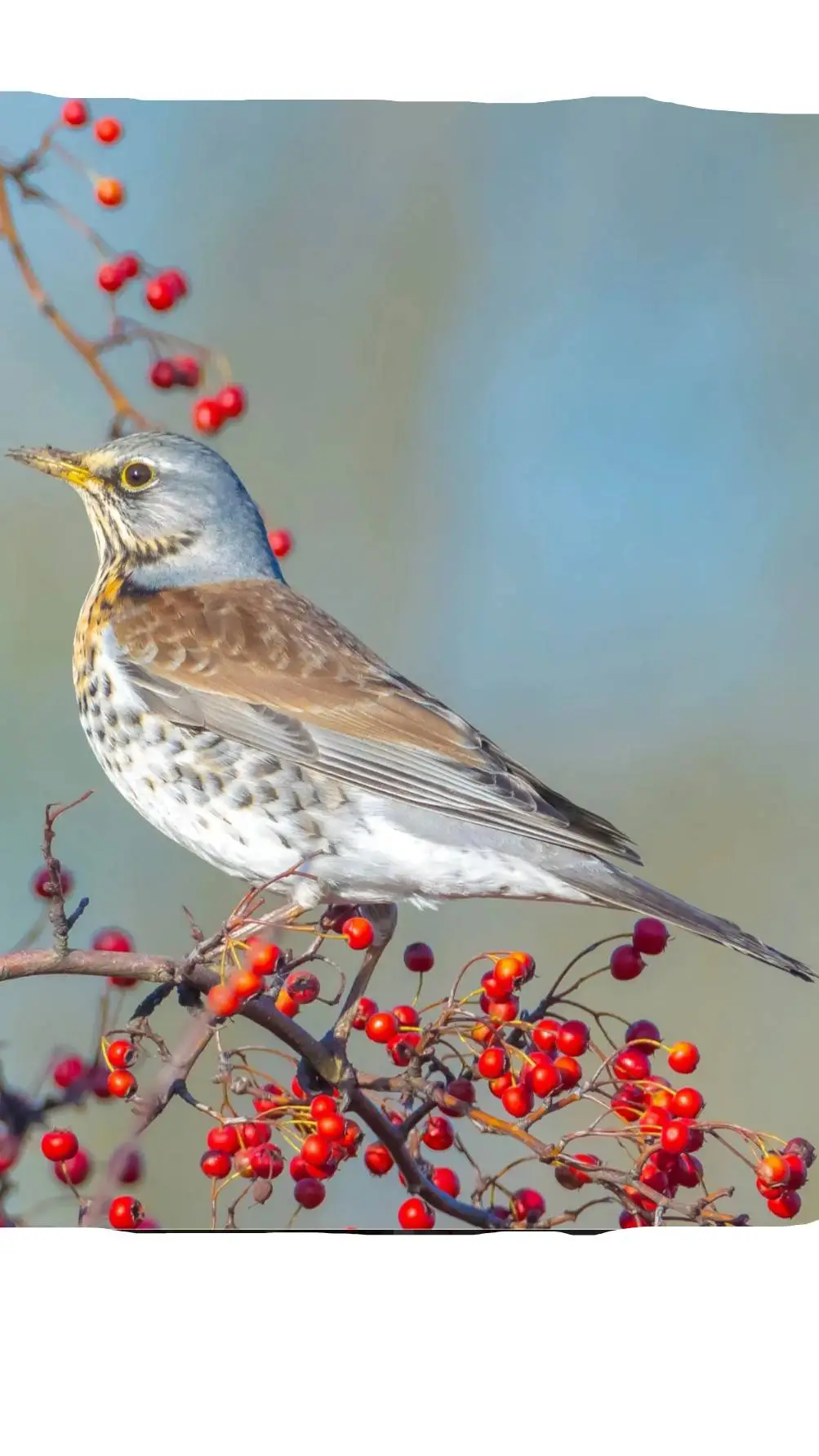 ai character: Fieldfare background