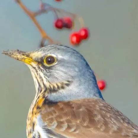 chat with ai character: Fieldfare