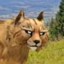chat with ai character: Fluffy Cheetah