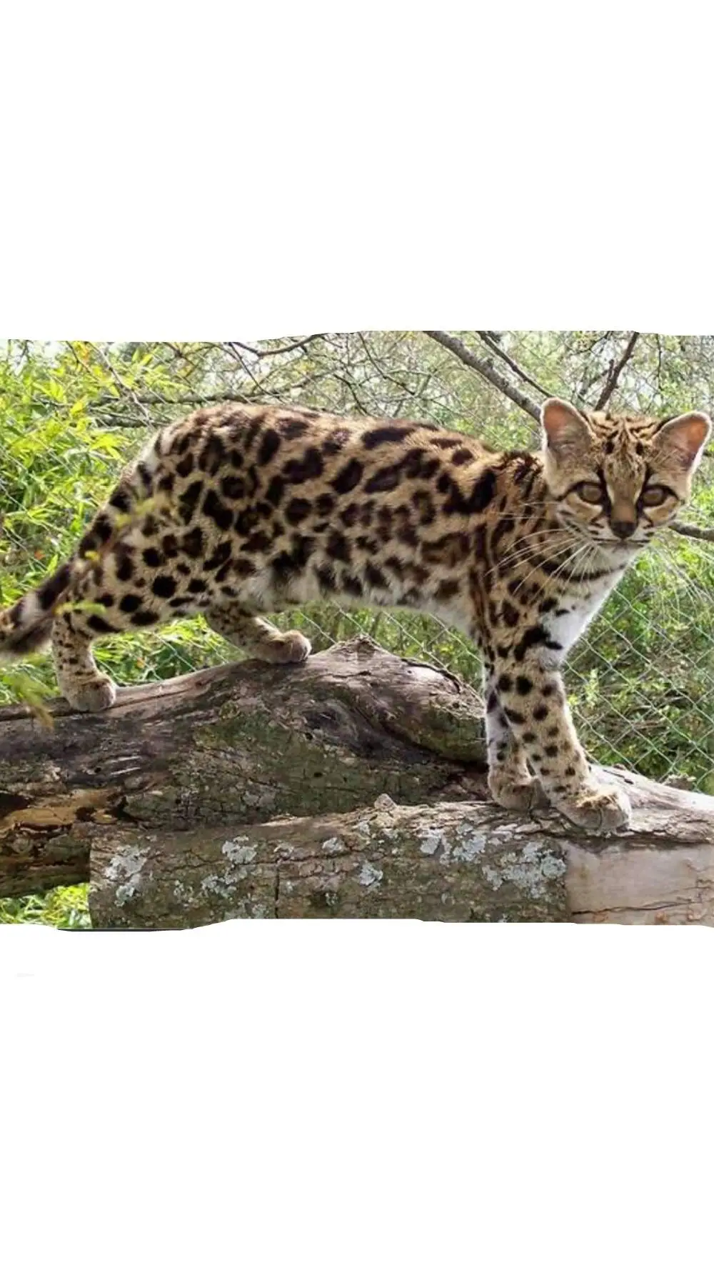 ai character: Margay background