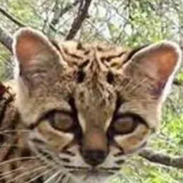 chat with ai character: Margay
