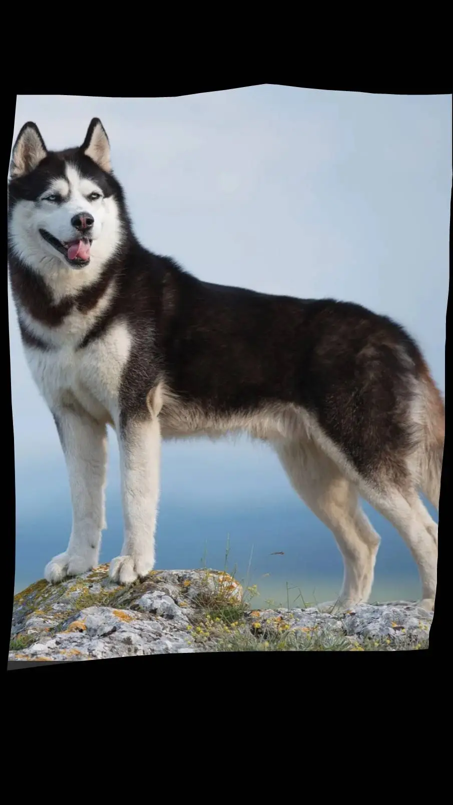 ai character: K-9 background