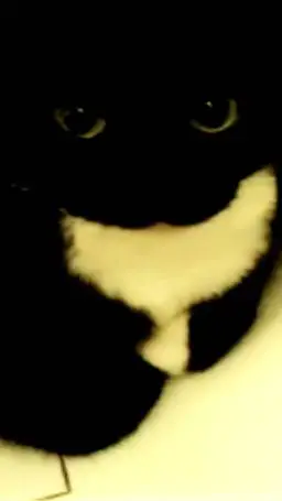 ai character: quinto y noob background